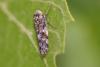 Allygus mixtus
